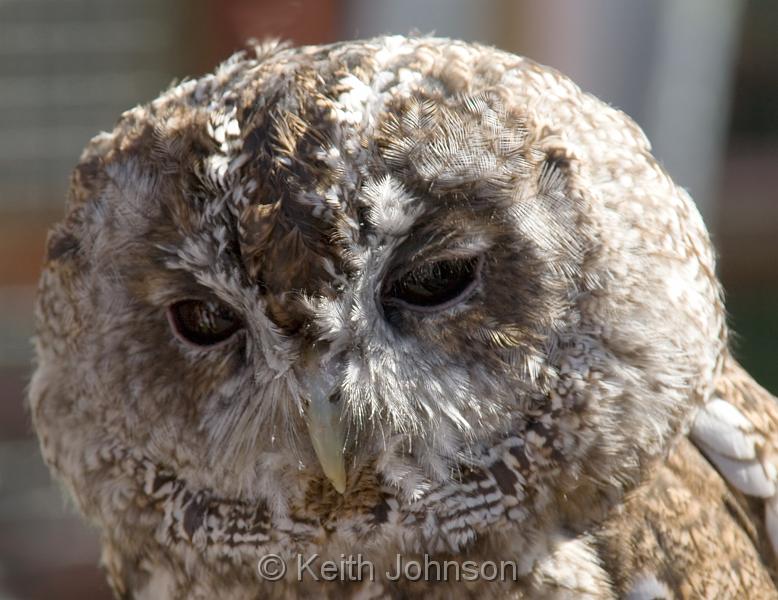 Tawny Owl.jpg